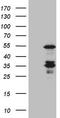 Caspase-4 antibody, TA805590, Origene, Western Blot image 
