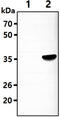 Aldo-Keto Reductase Family 7 Member A3 antibody, MBS200211, MyBioSource, Western Blot image 