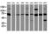 Sec1 Family Domain Containing 1 antibody, LS-C173928, Lifespan Biosciences, Western Blot image 