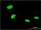 Zinc finger protein with KRAB and SCAN domains 4 antibody, MA5-23296, Invitrogen Antibodies, Immunofluorescence image 