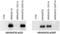 Rho GTPase-activating protein 22 antibody, NBP1-44073, Novus Biologicals, Western Blot image 
