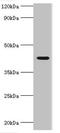 NAD-dependent deacetylase sirtuin-3 antibody, orb352737, Biorbyt, Western Blot image 