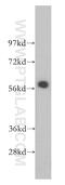 CAMP Responsive Element Binding Protein 5 antibody, 14196-1-AP, Proteintech Group, Western Blot image 