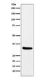 Retinaldehyde Binding Protein 1 antibody, M05421, Boster Biological Technology, Western Blot image 