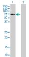 SNF-related serine/threonine-protein kinase antibody, H00054861-B01P, Novus Biologicals, Western Blot image 