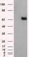 Atrial natriuretic peptide receptor 3 antibody, LS-C115087, Lifespan Biosciences, Western Blot image 