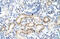 Protein Phosphatase 1 Regulatory Subunit 8 antibody, 29-292, ProSci, Immunohistochemistry frozen image 