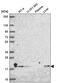 DNL-Type Zinc Finger antibody, PA5-66527, Invitrogen Antibodies, Western Blot image 