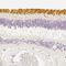 Opsin 1, Short Wave Sensitive antibody, HPA013562, Atlas Antibodies, Immunohistochemistry frozen image 