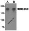 DExD/H-Box Helicase 60 antibody, 6945, ProSci, Western Blot image 