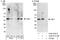 Ubiquitin Like 7 antibody, A302-971A, Bethyl Labs, Western Blot image 