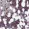 Collagen Type VI Alpha 6 Chain antibody, HPA045239, Atlas Antibodies, Immunohistochemistry frozen image 