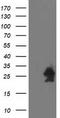 Heat shock protein beta-7 antibody, TA501310, Origene, Western Blot image 