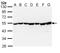 DnaJ homolog subfamily A member 3, mitochondrial antibody, NBP1-33387, Novus Biologicals, Western Blot image 