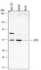 Heat Shock Transcription Factor 4 antibody, MAB5695, R&D Systems, Western Blot image 