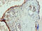Phosphatidylglycerophosphate Synthase 1 antibody, CSB-PA653479LA01HU, Cusabio, Immunohistochemistry frozen image 
