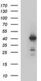 HAUS augmin-like complex subunit 7 antibody, TA507053AM, Origene, Western Blot image 