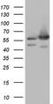 NEDD8 Activating Enzyme E1 Subunit 1 antibody, TA804384S, Origene, Western Blot image 
