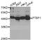 Polypyrimidine Tract Binding Protein 1 antibody, abx123070, Abbexa, Western Blot image 
