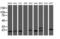 Chromosome 1 Open Reading Frame 50 antibody, MA5-25554, Invitrogen Antibodies, Western Blot image 