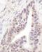 RNA Binding Motif Protein 12 antibody, A301-199A, Bethyl Labs, Immunohistochemistry paraffin image 