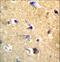 Cadherin 22 antibody, LS-C168609, Lifespan Biosciences, Immunohistochemistry paraffin image 