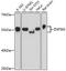 Zinc Finger Protein 563 antibody, 16-898, ProSci, Western Blot image 