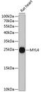 Myosin Light Chain 4 antibody, GTX66152, GeneTex, Western Blot image 