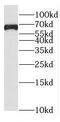 Family With Sequence Similarity 13 Member A antibody, FNab02967, FineTest, Western Blot image 