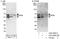 Nuclear Factor I B antibody, A303-565A, Bethyl Labs, Immunoprecipitation image 