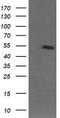 MDM4 Regulator Of P53 antibody, TA505726BM, Origene, Western Blot image 