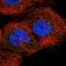 Cysteine Rich Secretory Protein LCCL Domain Containing 2 antibody, NBP1-85143, Novus Biologicals, Immunofluorescence image 