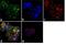 Bruton Tyrosine Kinase antibody, LF-MA0191, Invitrogen Antibodies, Immunofluorescence image 