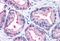 Erk1 antibody, MBS241505, MyBioSource, Immunohistochemistry frozen image 