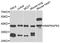 MAP kinase-activated protein kinase 3 antibody, A7572, ABclonal Technology, Western Blot image 