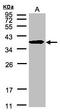 ERLIN2 antibody, LS-C185779, Lifespan Biosciences, Western Blot image 