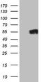 Zinc finger protein Gfi-1 antibody, TA806041S, Origene, Western Blot image 