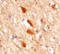 Glutamate Metabotropic Receptor 5 antibody, MAB45141, R&D Systems, Immunohistochemistry frozen image 