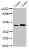 Choline/ethanolamine kinase antibody, CSB-PA005354LA01HU, Cusabio, Western Blot image 
