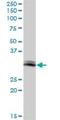 GTPase IMAP family member 5 antibody, H00055340-B01P, Novus Biologicals, Western Blot image 