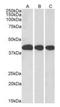 Mortality factor 4-like protein 1 antibody, orb18792, Biorbyt, Western Blot image 