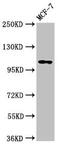 PH and SEC7 domain-containing protein 1 antibody, CSB-PA018842LA01HU, Cusabio, Western Blot image 