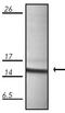 Heat Shock Protein Family E (Hsp10) Member 1 antibody, MA1-25621, Invitrogen Antibodies, Western Blot image 