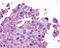 OPN5 antibody, TA340441, Origene, Immunohistochemistry paraffin image 