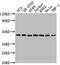Casein Kinase 2 Alpha 3 antibody, CSB-PA086427LA01HU, Cusabio, Western Blot image 