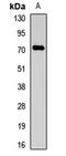 Sperm Associated Antigen 16 antibody, orb412619, Biorbyt, Western Blot image 