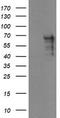 Sentrin-specific protease 2 antibody, TA800125, Origene, Western Blot image 