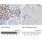 LDL Receptor Related Protein 2 antibody, NBP1-85292, Novus Biologicals, Immunohistochemistry paraffin image 
