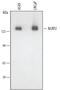 NACHT, LRR and PYD domains-containing protein 2 antibody, MAB4684, R&D Systems, Western Blot image 