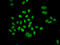 DNA replication licensing factor MCM6 antibody, 18-412, ProSci, Immunofluorescence image 